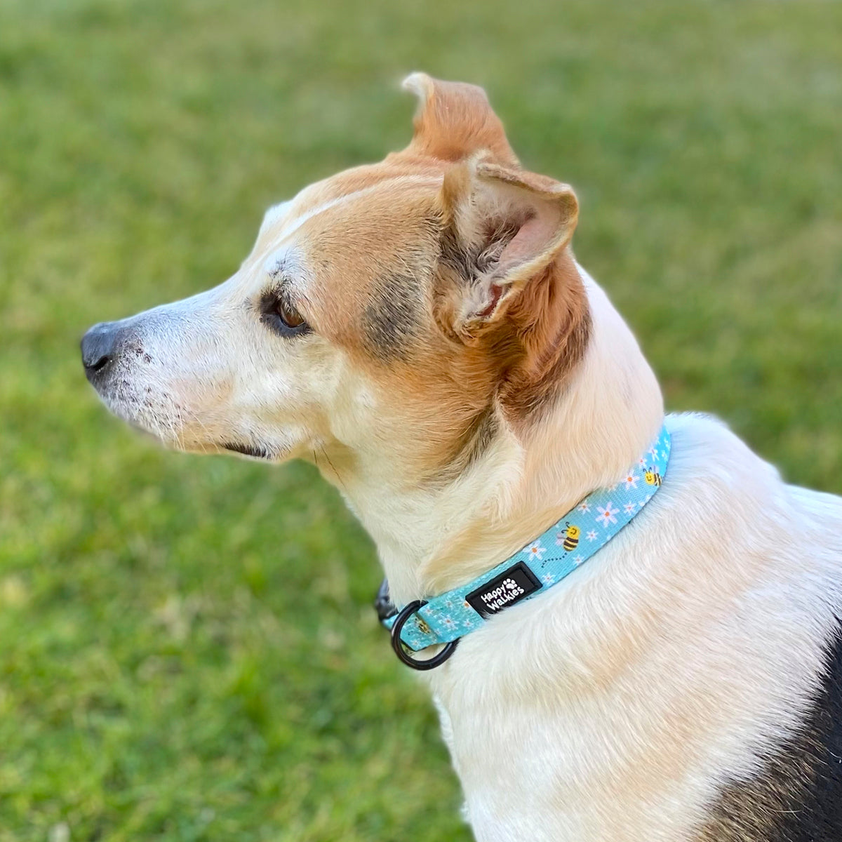 Collar Bee Happy