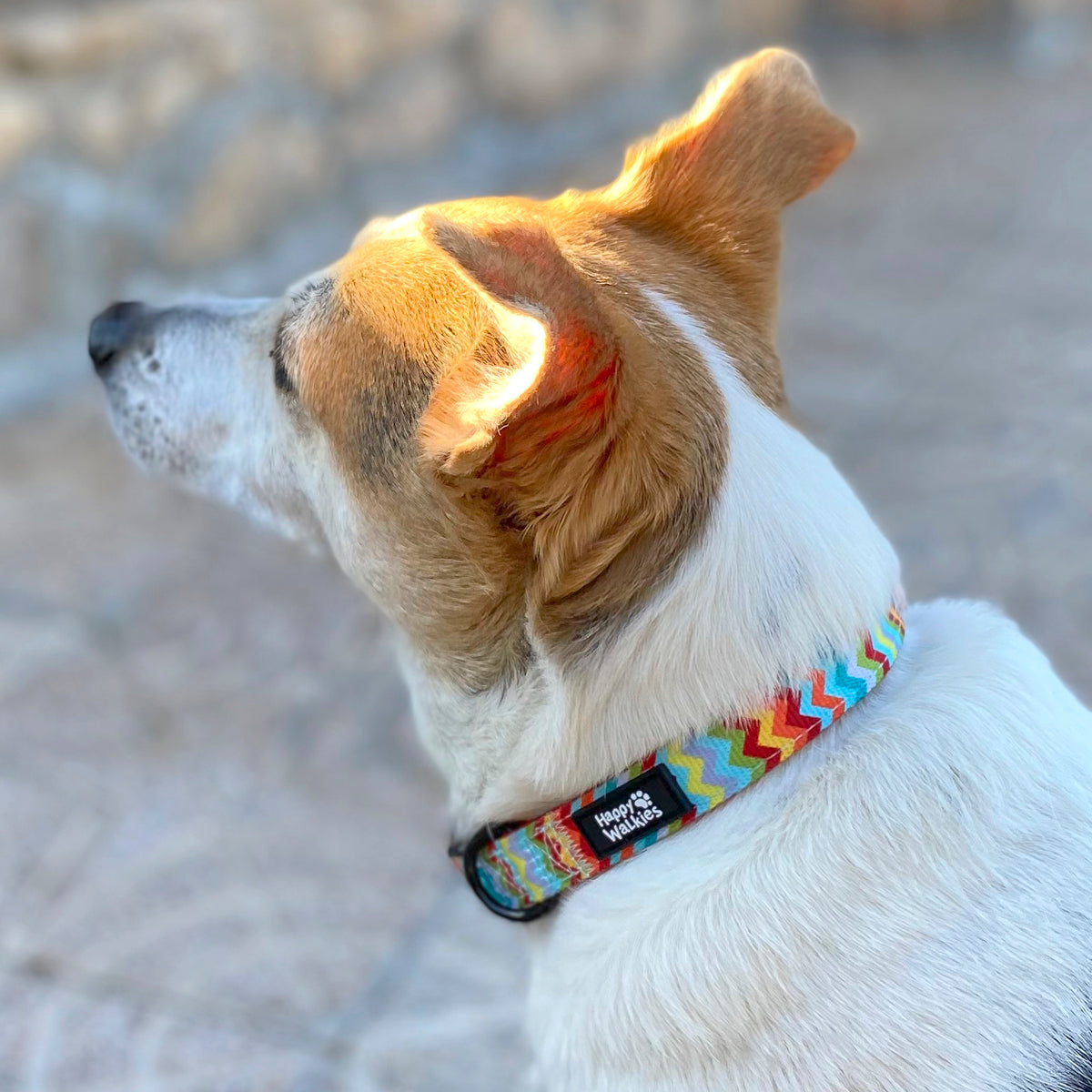 Collar Colorful