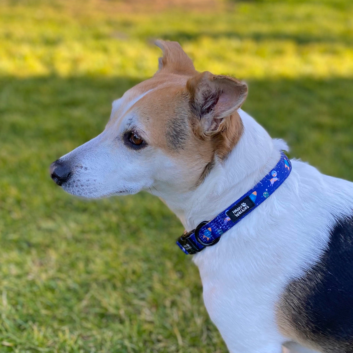 Collar Dogniverse