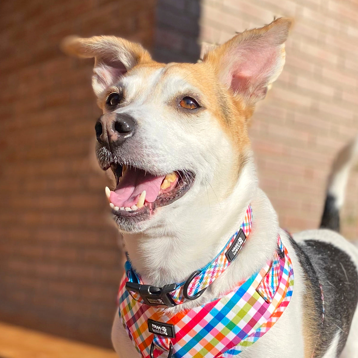 Collar Happiness