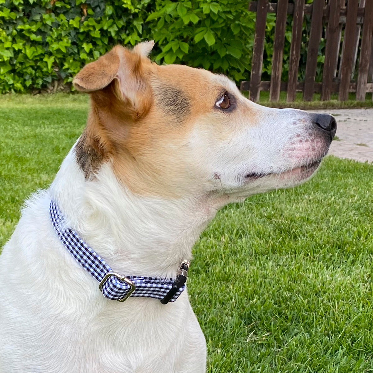 Collar Classic Black