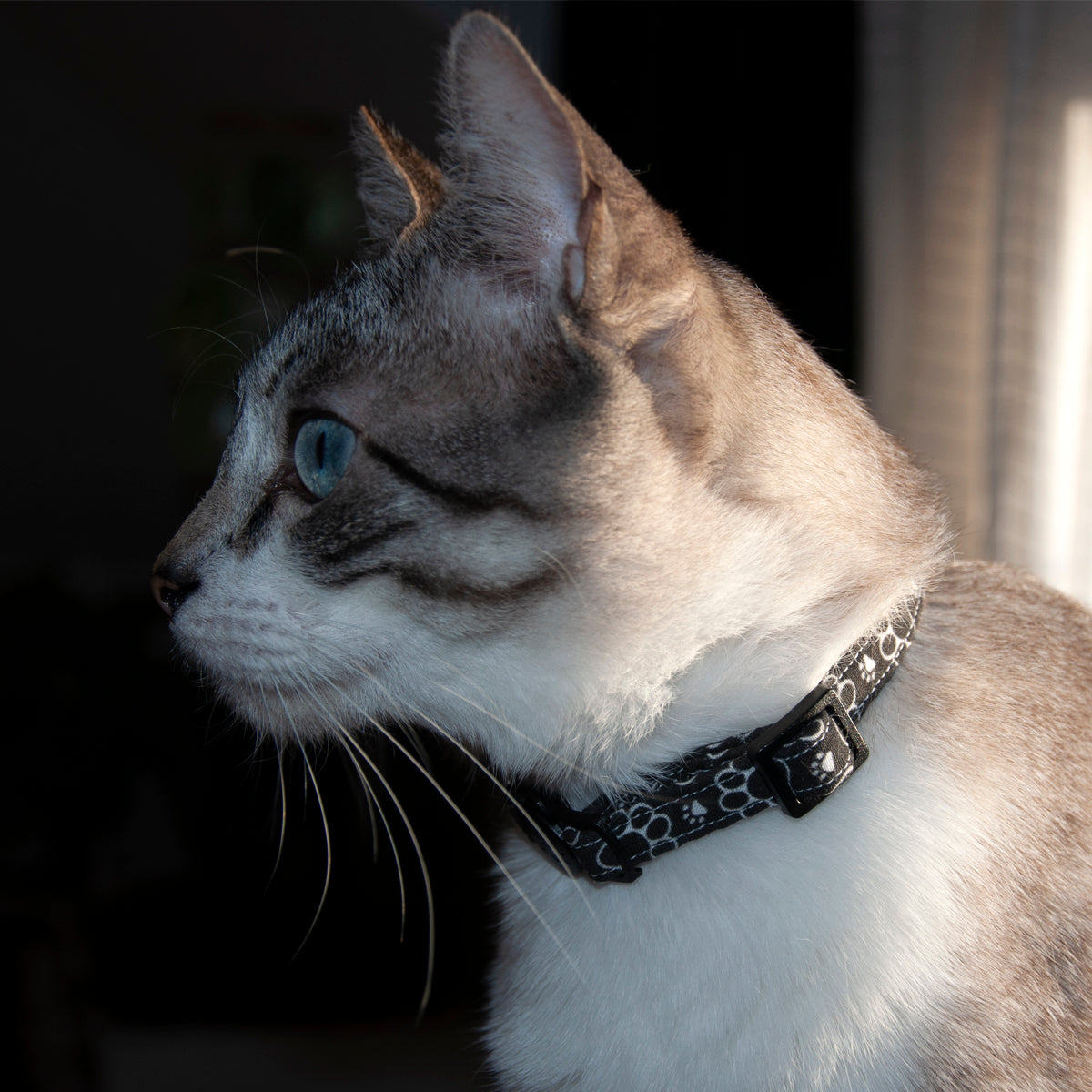 Collar Gato Huellitas