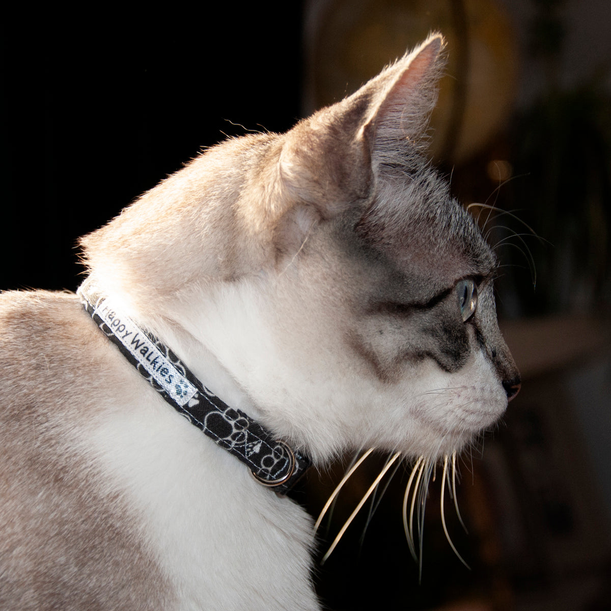Collar Gato Huellitas