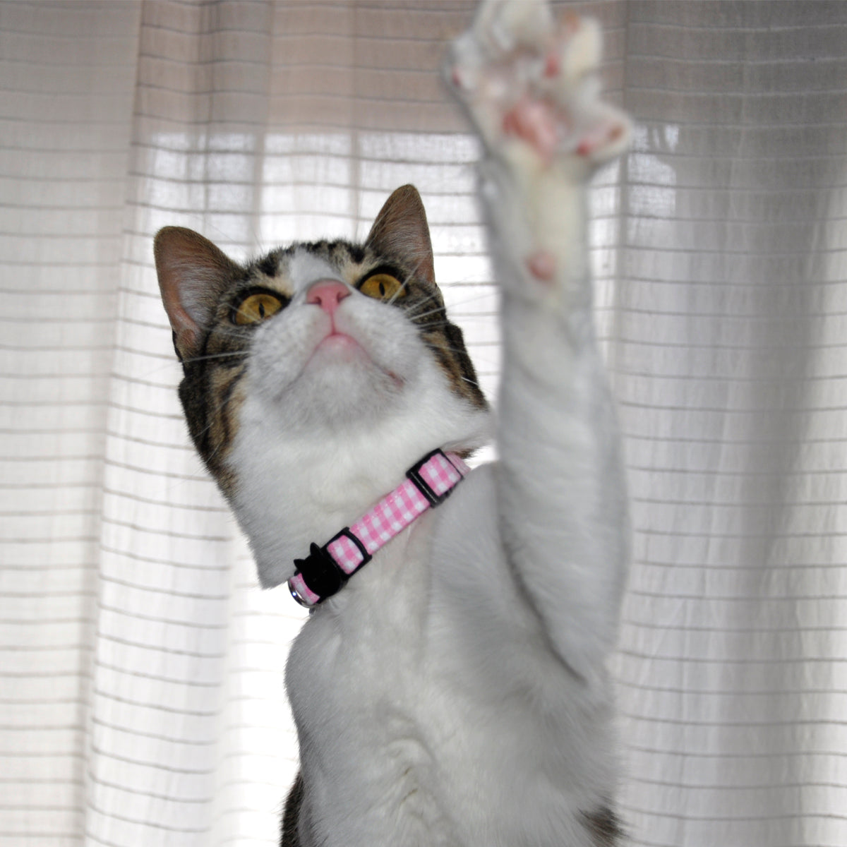 Collar Gato Classic Pink