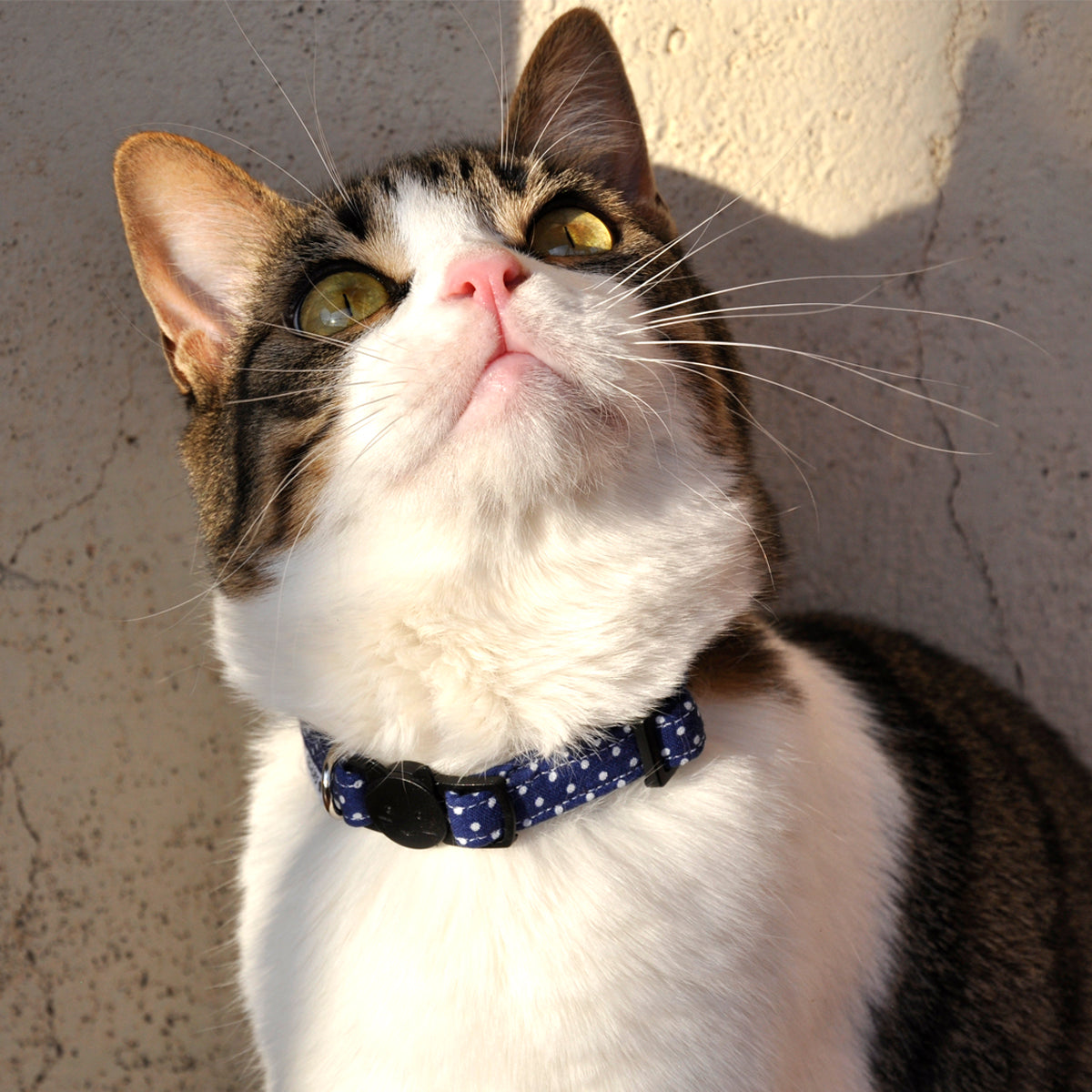 Collar Gato Blue and Dots