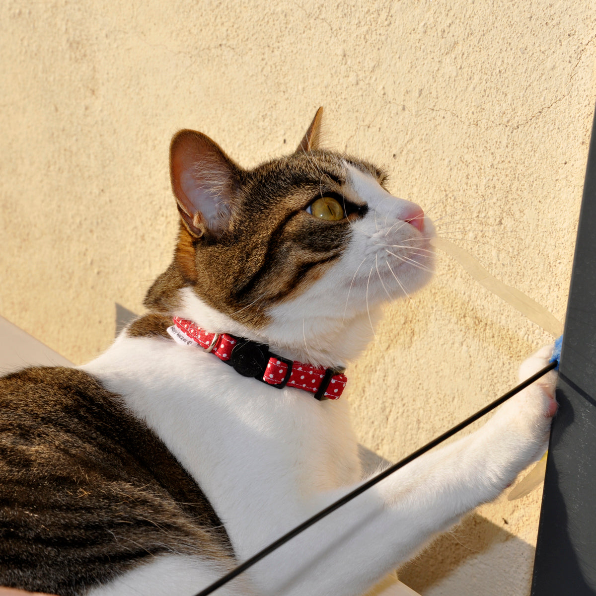 Collar Gato Red and Dots
