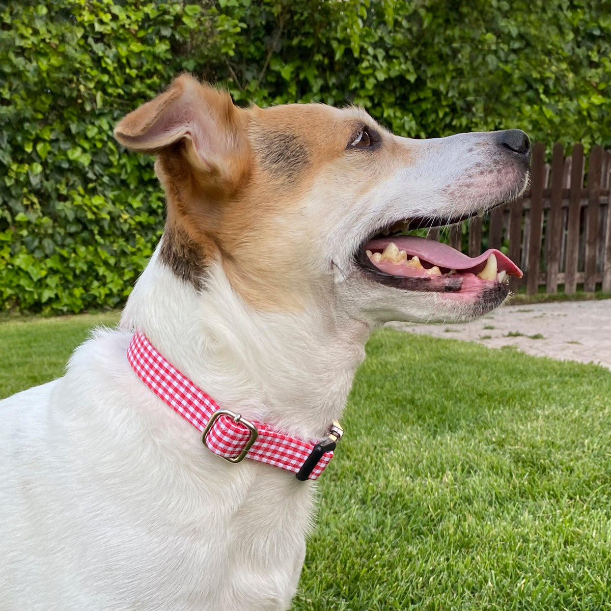 Collar Classic Red