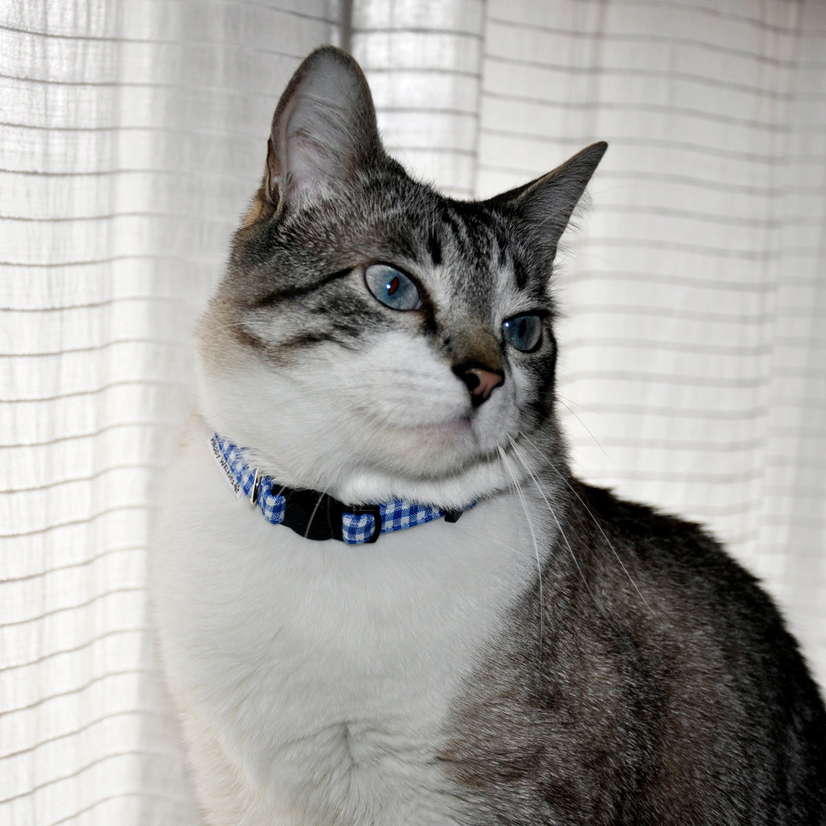collar gato classic blue