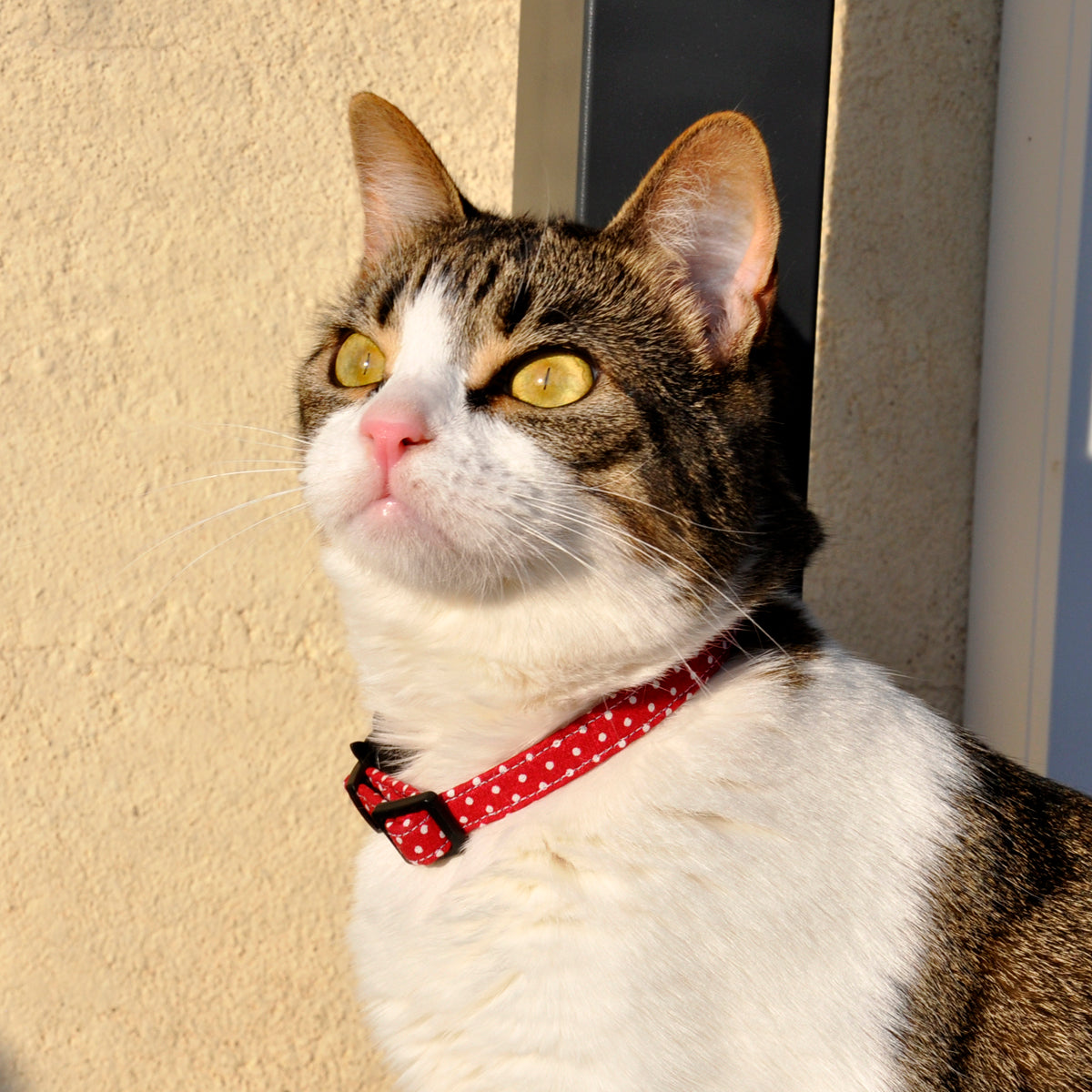 collar para gatos red and dots