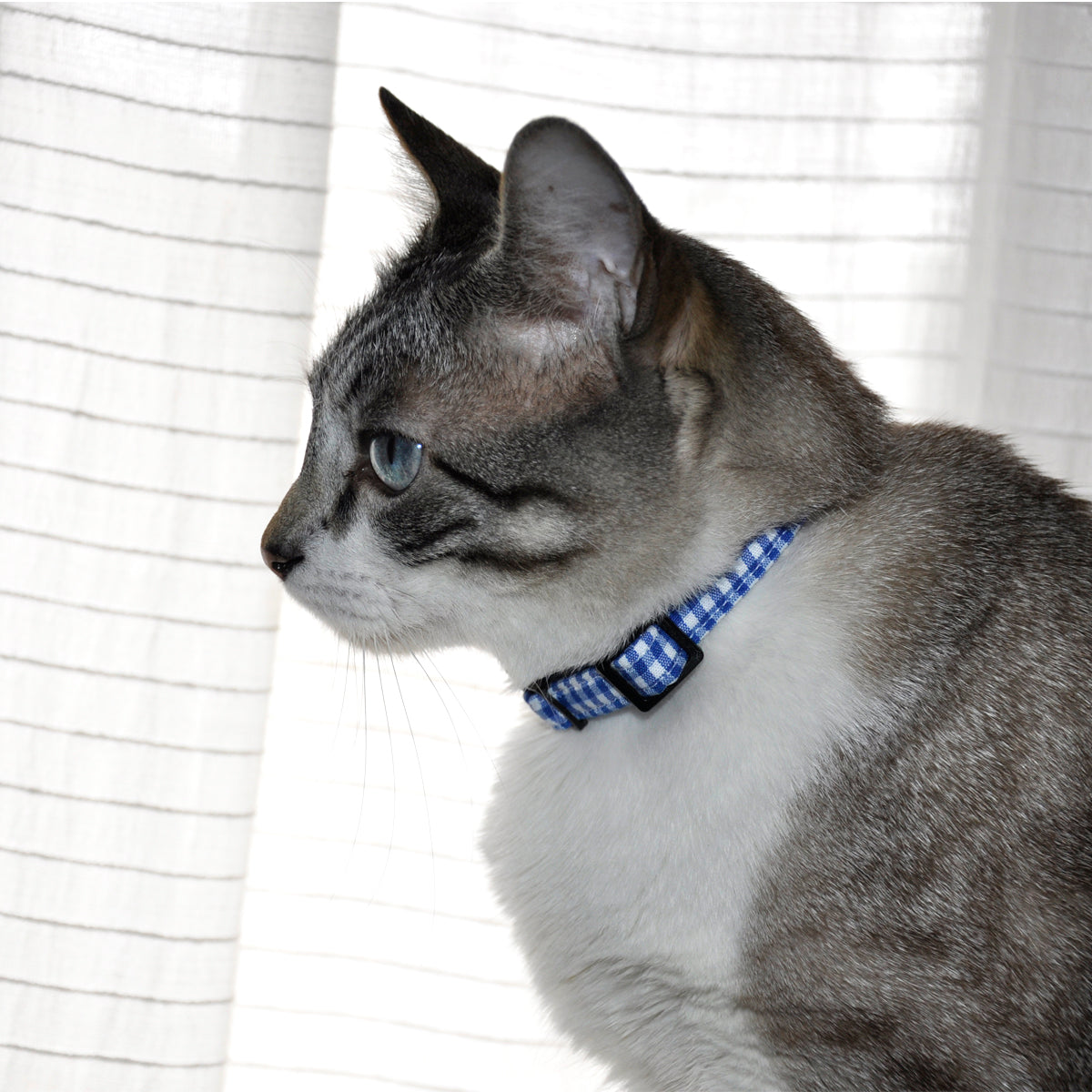 collar gato classi blue