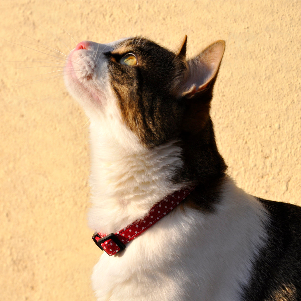 Collar para gato Red and Dots
